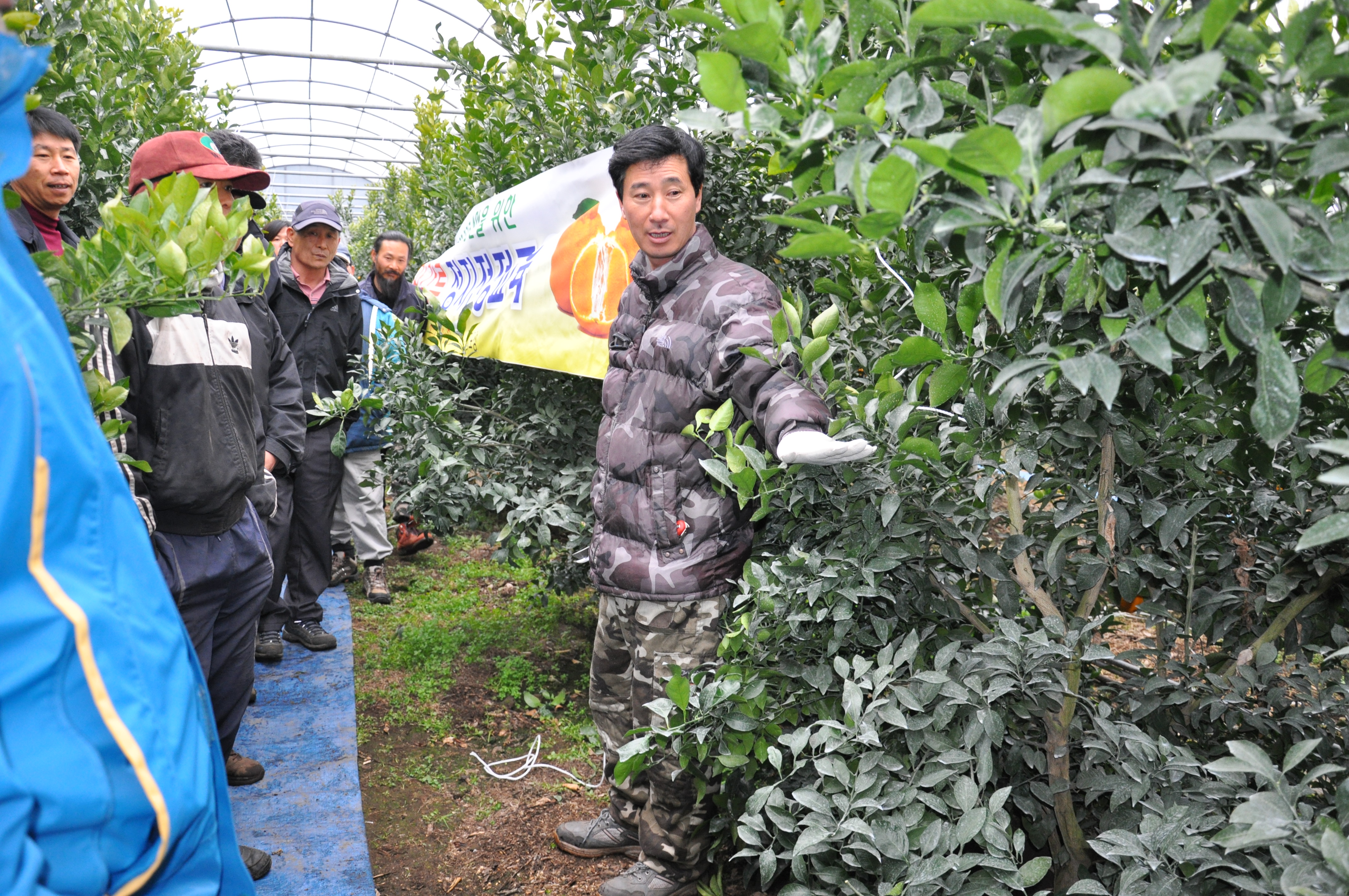 만감류 정지전정 교육 현장